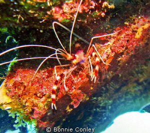 Banded Coral Shrimp seen in Grand Cayman August 2010.  Ph... by Bonnie Conley 